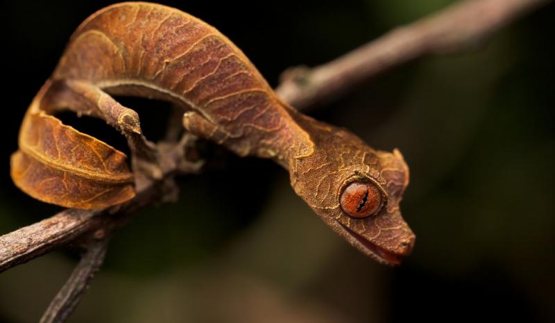 madagascar animals